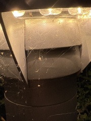 Latrodectus hesperus