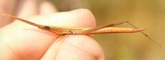 Achurum carinatum