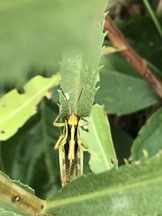 Melanoplinae