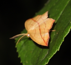 Timandra amaturaria