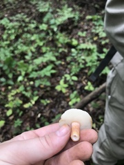 Gyroporus purpurinus