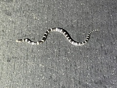 Rhinocheilus lecontei