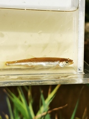 Notropis rubellus