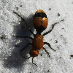 Dasymutilla occidentalis