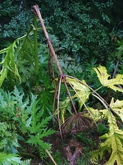 Heracleum mantegazzianum