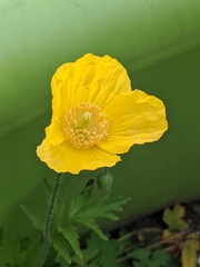 Papaver
