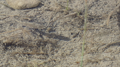 Cyprinodon variegatus