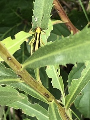 Melanoplinae