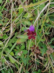 Prunella grandiflora
