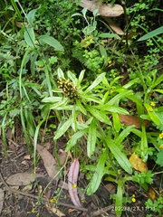 Gamochaeta americana