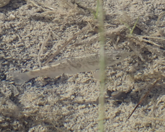 Cyprinodon variegatus