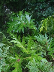 Heracleum mantegazzianum