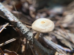 Rhodocybe