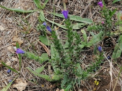 Echium vulgare