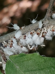 Grylloprociphilus imbricator