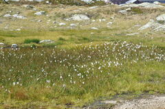 Eriophorum