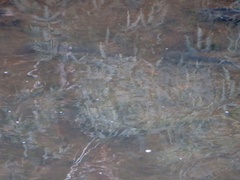 Salmo trutta