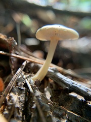 Rhodocybe