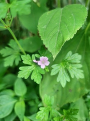 Geranium seemannii