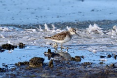 Calidris pusilla
