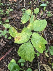 Caulophyllum thalictroides