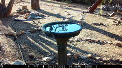 Baeolophus inornatus