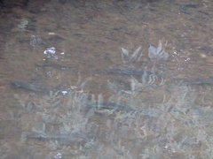 Salmo trutta