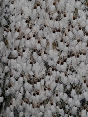 Grylloprociphilus imbricator