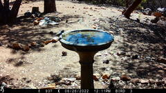 Baeolophus inornatus