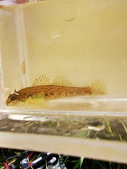 Etheostoma nigrum