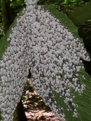 Grylloprociphilus imbricator