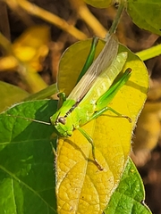 Mecostethus parapleurus