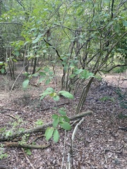 Forestiera ligustrina