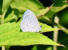 Celastrina neglecta