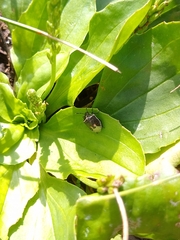 Cosmopepla lintneriana