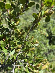 Betula pumila