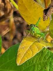 Mecostethus parapleurus