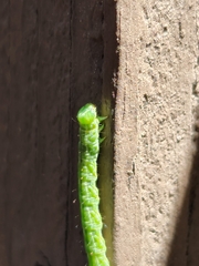 Trichoplusia ni