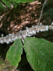 Grylloprociphilus imbricator