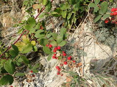Rubus creticus