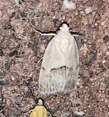 Ponometia elegantula