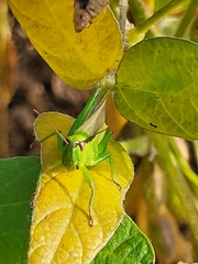 Mecostethus parapleurus