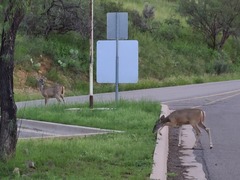 Odocoileus virginianus couesi