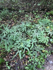 Adiantum pedatum