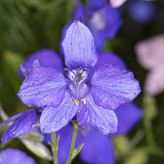 Delphinium ajacis