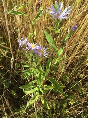 Symphyotrichum subspicatum