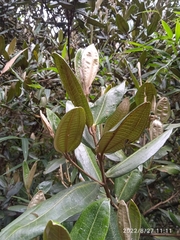 Miconia squamulosa