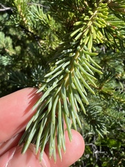 Picea engelmannii