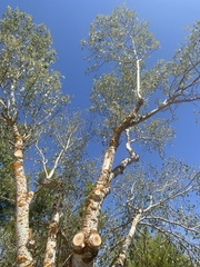Populus alba