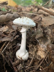 Amanita cokeri